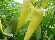 Hungarian Wax Hot'  Pepper PLANTS, 3'POT, Capsicum annuum - Caribbean garden seed