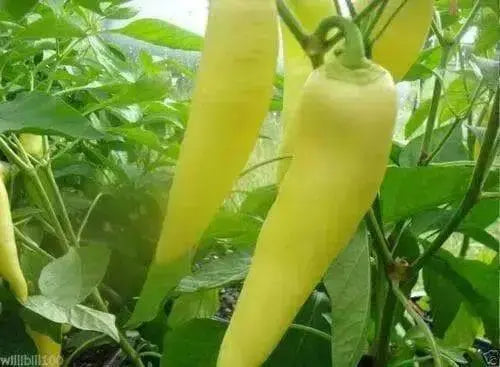 Hungarian Wax Hot'  Pepper PLANTS, 3'POT, Capsicum annuum - Caribbean garden seed