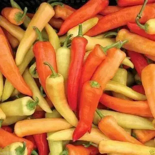 Hungarian Wax Hot'  Pepper Seeds, Capsicum annuum - Caribbean garden seed