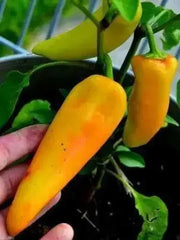 Hungarian Wax Hot'  Pepper Seeds, Capsicum annuum - Caribbean garden seed