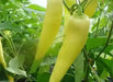 Hungarian Wax Hot'  Pepper Seeds, Capsicum annuum - Caribbean garden seed