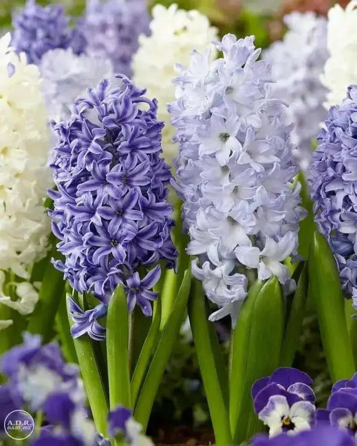 Hyacinth Bulbs, Delft Blue Mix, FALL BULBS - Caribbean garden seed