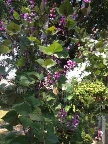 HYACINTH Bean Seeds, - Purple flowers ,VINE CLIMBER - Caribbean garden seed