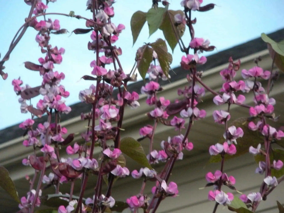 HYACINTH Bean Seeds, - Purple flowers ,VINE CLIMBER - Caribbean garden seed
