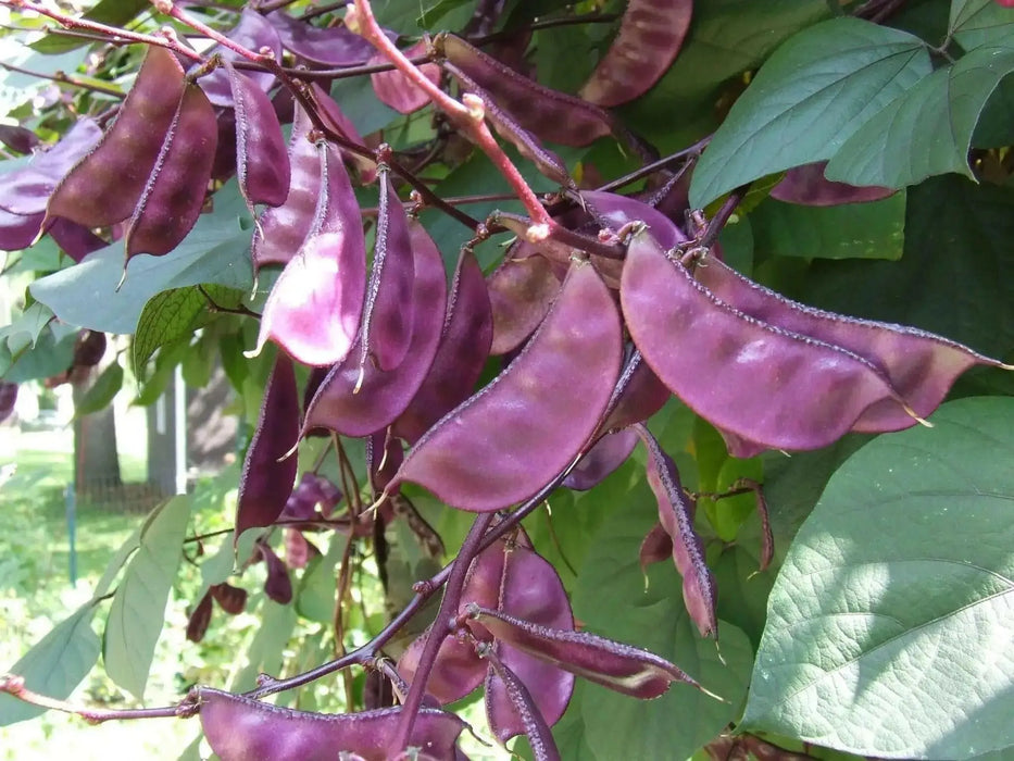 HYACINTH Bean Seeds, - Purple flowers ,VINE CLIMBER - Caribbean garden seed