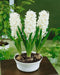 Hyacinth Bulbs ,Pure white, FRAGRANT  Houseplant - Caribbean garden seed
