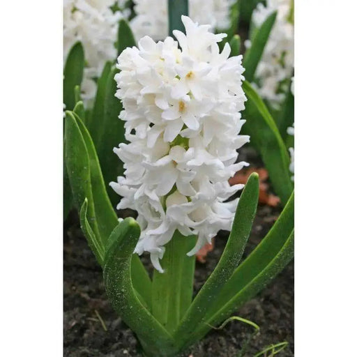 Hyacinth Bulbs ,Pure white, FRAGRANT  Houseplant - Caribbean garden seed