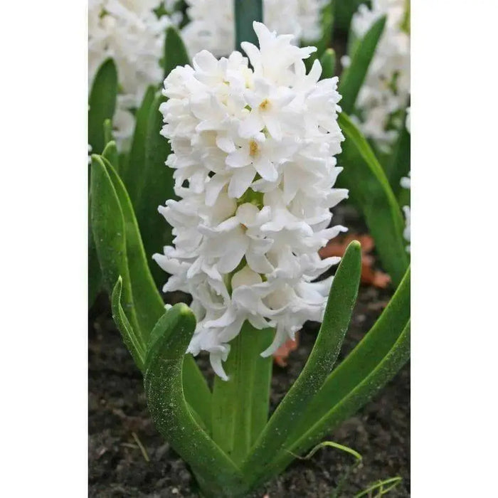 Hyacinth Bulbs ,Pure white, FRAGRANT  Houseplant - Caribbean garden seed