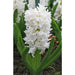 Hyacinth Bulbs ,Pure white, FRAGRANT  Houseplant - Caribbean garden seed