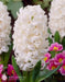 Hyacinth Bulbs ,Pure white, FRAGRANT  Houseplant - Caribbean garden seed