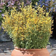 Hummingbird Mint, Flowers Seeds ,ARIZONA SUN - Caribbean garden seed