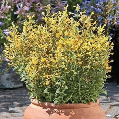 Hummingbird Mint, Flowers Seeds ,ARIZONA SUN - Caribbean garden seed