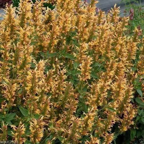 Hummingbird Mint, Flowers Seeds ,ARIZONA SUN - Caribbean garden seed