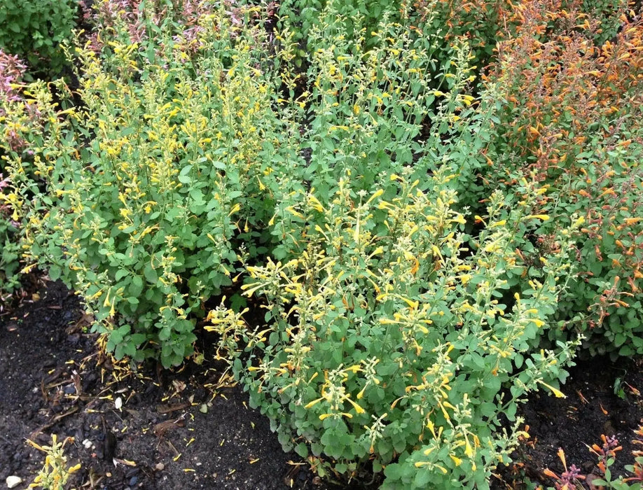 Hummingbird Mint, Flowers Seeds ,ARIZONA SUN - Caribbean garden seed