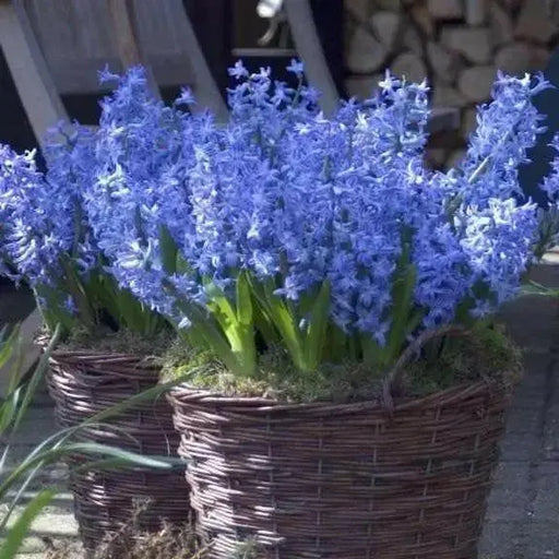 Hyacinth Bulb , BLUE Flowers, Fragrant - Caribbean garden seed