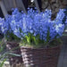 Hyacinth Bulb , BLUE Flowers, Fragrant - Caribbean garden seed