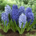Hyacinth Bulb , BLUE Flowers, Fragrant - Caribbean garden seed