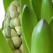 Hyacinth Bulb , BLUE Flowers, Fragrant - Caribbean garden seed