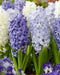 Hyacinth Bulb , BLUE Flowers, Fragrant - Caribbean garden seed