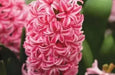 Hyacinth bulbs - Pink ,great indoor flowers. - Caribbean garden seed