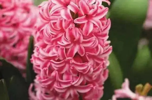 Hyacinth bulbs - Pink ,great indoor flowers. - Caribbean garden seed