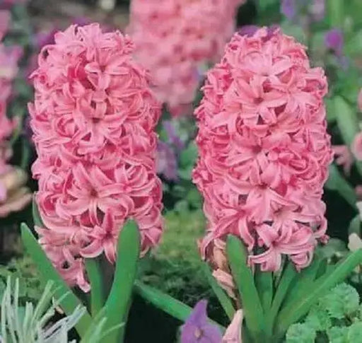 Hyacinth bulbs - Pink ,great indoor flowers. - Caribbean garden seed