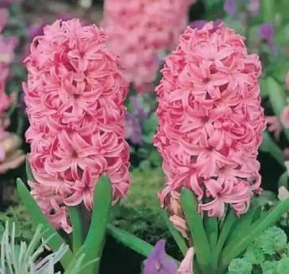 Hyacinth bulbs - Pink ,great indoor flowers. - Caribbean garden seed