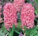 Hyacinth bulbs - Pink ,great indoor flowers. - Caribbean garden seed