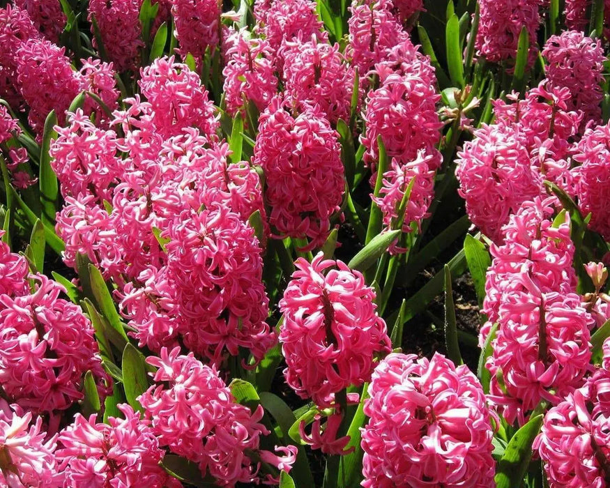 Hyacinth bulbs - Pink ,great indoor flowers. - Caribbean garden seed