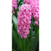 Hyacinth bulbs - Pink ,great indoor flowers. - Caribbean garden seed