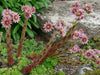 House leek Seeds ( Sempervivum Tectorum ) Hens and Chicks-mat-forming succulent - Caribbean garden seed