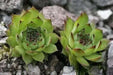 House leek Seeds ( Sempervivum Tectorum ) Hens and Chicks-mat-forming succulent - Caribbean garden seed