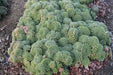 House leek Seeds ( Sempervivum Tectorum ) Hens and Chicks-mat-forming succulent - Caribbean garden seed