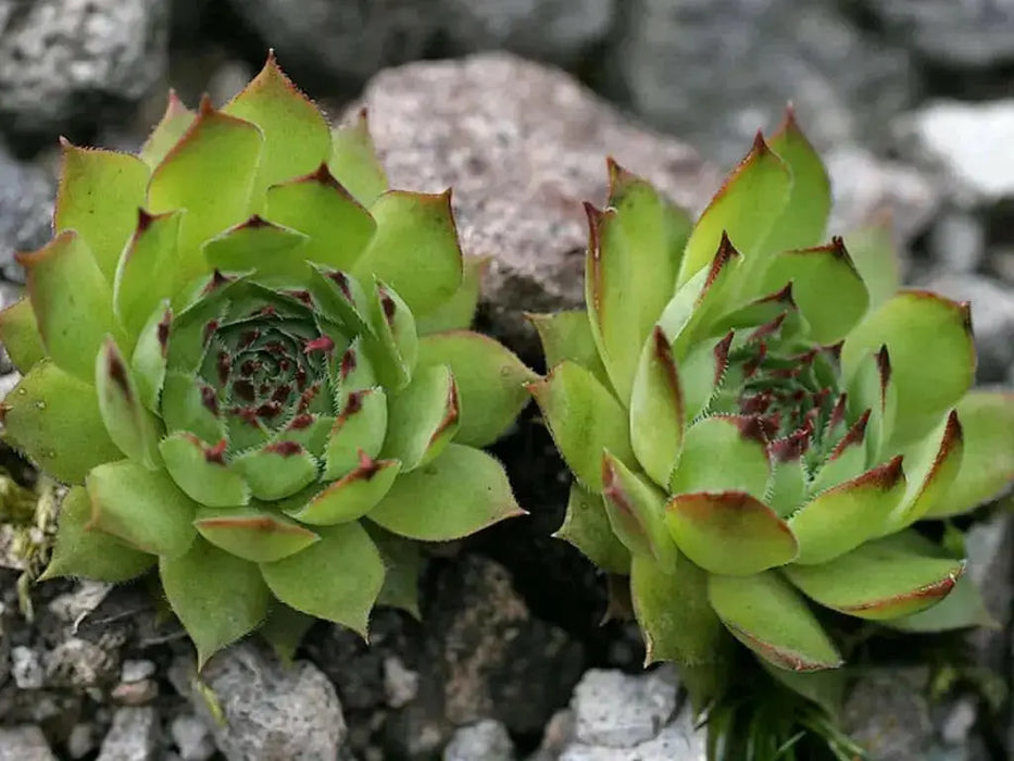 House leek Seeds ( Sempervivum Tectorum ) Hens and Chicks-mat-forming succulent - Caribbean garden seed
