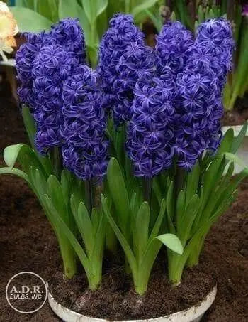 Hyacinth Bulbs,"Aida",Deep rich violet-blue scented flowers - Caribbean garden seed