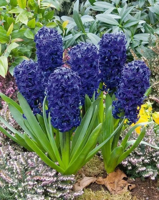 Hyacinth Bulbs,"Aida",Deep rich violet-blue scented flowers - Caribbean garden seed