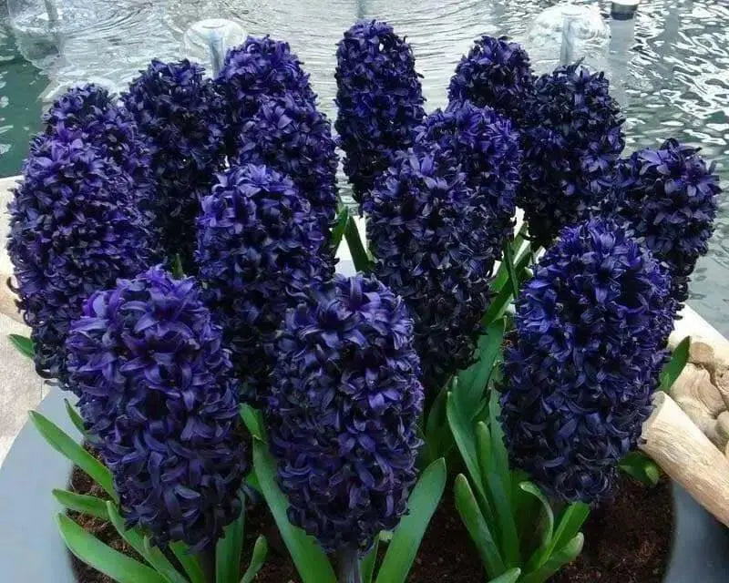 Hyacinth Bulbs,"Aida",Deep rich violet-blue scented flowers - Caribbean garden seed