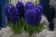 Hyacinth Bulbs,"Aida",Deep rich violet-blue scented flowers - Caribbean garden seed