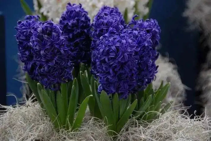 Hyacinth Bulbs,"Aida",Deep rich violet-blue scented flowers - Caribbean garden seed