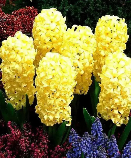 Hyacinth Bulbs,City of Haarlem. Very soft  yellow,to ivory.fill your garden and containers with cheerful color. - Caribbean garden seed