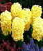 Hyacinth Bulbs,City of Haarlem. Very soft  yellow,to ivory.fill your garden and containers with cheerful color. - Caribbean garden seed