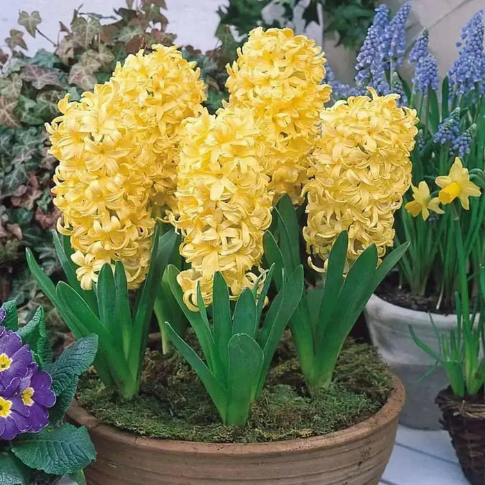 Hyacinth Bulbs,City of Haarlem. Very soft  yellow,to ivory.fill your garden and containers with cheerful color. - Caribbean garden seed
