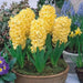 Hyacinth Bulbs,City of Haarlem. Very soft  yellow,to ivory.fill your garden and containers with cheerful color. - Caribbean garden seed