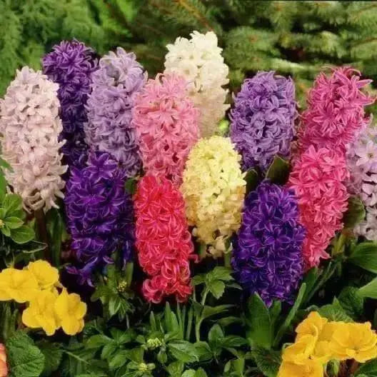 Hyacinth orientalis Mix,Great for Containers - Caribbean garden seed