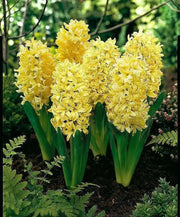Hyacinth bulbs,Yellow Queen (Yellow) Brigh yellow - Caribbean garden seed