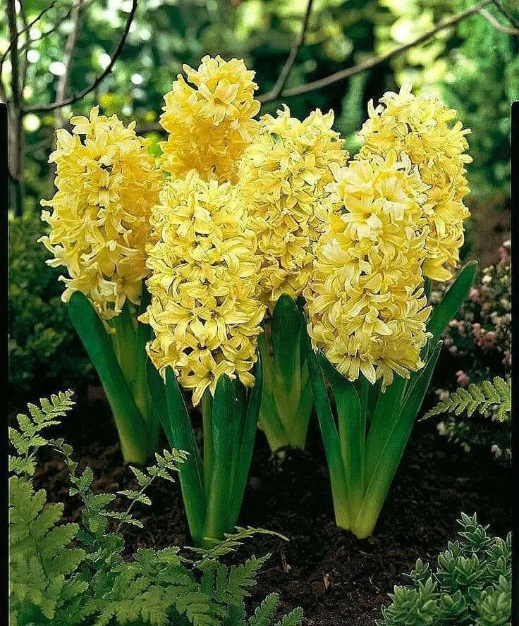 Hyacinth bulbs,Yellow Queen (Yellow) Brigh yellow - Caribbean garden seed