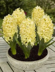 Hyacinth bulbs,Yellow Queen (Yellow) Brigh yellow - Caribbean garden seed