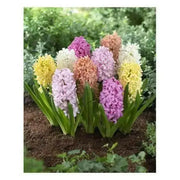Hyacinth bulbs,Yellow Queen (Yellow) Brigh yellow - Caribbean garden seed