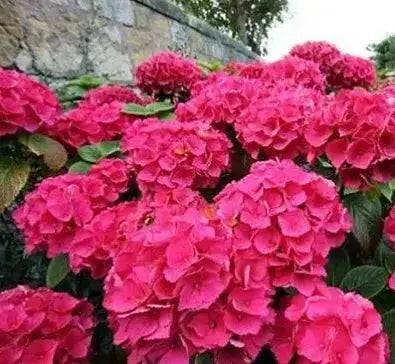 Hydrangea Masja, RED (4' POT) LIVE PLANT,Perennial, SHRUB - Caribbean garden seed