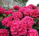 Hydrangea Masja, RED (4' POT) LIVE PLANT,Perennial, SHRUB - Caribbean garden seed